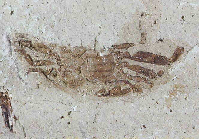 Fossil Pea Crab (Pinnixa) From California - Miocene #74474